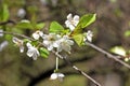 Cherry plum flowers