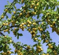 Cherry plum fruits on a tree branch, fruit tree,yellow plums