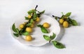 Cherry plum fruits in a white plate on a white background.Soft focus Royalty Free Stock Photo