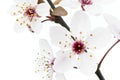 Cherry Plum or Myrobalan Blossoms Royalty Free Stock Photo