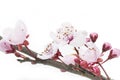 Cherry Plum or Myrobalan Blossoms Royalty Free Stock Photo