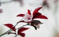 Cherry plum branch isolated on blur white background Royalty Free Stock Photo