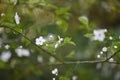 Cherry plum or Myrobalan plum Prunus cerasifera 4