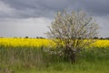 cherry plum near the canola field (Prunus cerasifera) Royalty Free Stock Photo