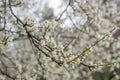 Cherry plum Prunus cerasifera, white flowers