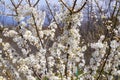 cherry plum prunus cerasifera Royalty Free Stock Photo