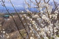 cherry plum prunus cerasifera Royalty Free Stock Photo