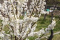 cherry plum prunus cerasifera Royalty Free Stock Photo