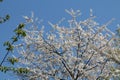 Cherry plum Prunus cerasifera tree with white flowers against blue sky Royalty Free Stock Photo