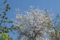 Cherry plum Prunus cerasifera tree with white flowers against blue sky Royalty Free Stock Photo