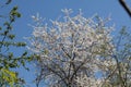 Cherry plum Prunus cerasifera tree with white flowers against blue sky Royalty Free Stock Photo