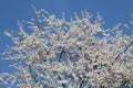 Cherry plum Prunus cerasifera tree with white flowers against blue sky Royalty Free Stock Photo