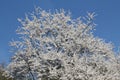 Cherry plum Prunus cerasifera tree with white flowers against blue sky Royalty Free Stock Photo