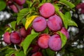 Cherry plum - red mirabelle plums