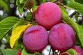 Cherry plum - red mirabelle plums