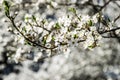 Cherry plum tree blossom closeup Royalty Free Stock Photo