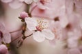 Cherry plum tree blossom