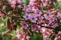 Cherry plum tree blossom in spring garden - Prunus cerasifera