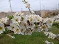 cherry plum tree blossoms profusely white flowers on a branch
