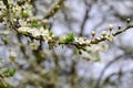 Cherry plum tree. Cherry plum blossoms white florets with gentle petals Royalty Free Stock Photo
