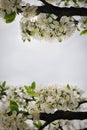 Cherry plum tree border with dew drops Royalty Free Stock Photo