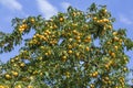 Cherry-plum tree with fruits growing in the garden