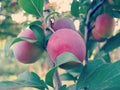 Cherry Plum on Tree