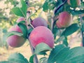 Cherry Plum on Tree