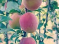 Cherry Plum on Tree Royalty Free Stock Photo