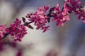 Cherry plum tree pink flowers Royalty Free Stock Photo