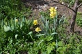 in the garden,  yellow daffodils bloom in spring Royalty Free Stock Photo