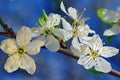 Spring flowers. Blue background. White cherry plum Royalty Free Stock Photo