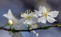 Spring flowers. Blue background. White cherry plum Royalty Free Stock Photo