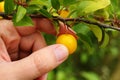 Cherry plum Yellow berry close-up