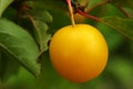 Cherry plum Yellow berry close-up