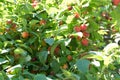 Cherry Plums on Fruit Tree in Southern Poland