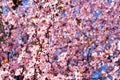 Cherry, Prunus cerasus blossom with pink flowers and some red leaves, Prunus Cerasifera Pissardii tree on a blue sky background in Royalty Free Stock Photo