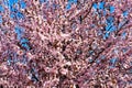 Cherry, Prunus cerasus blossom with pink flowers and some red leaves, Prunus Cerasifera Pissardii tree on a blue sky background in Royalty Free Stock Photo