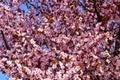 Cherry, Prunus cerasus blossom with pink flowers and some red leaves, Prunus Cerasifera Pissardii tree on a blue sky background in Royalty Free Stock Photo