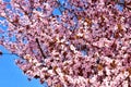 Cherry, Prunus cerasus blossom with pink flowers and some red leaves, Prunus Cerasifera Pissardii tree on a blue sky background in Royalty Free Stock Photo