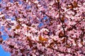 Cherry, Prunus cerasus blossom with pink flowers and some red leaves, Prunus Cerasifera Pissardii tree on a blue sky background in Royalty Free Stock Photo