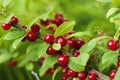 Cherry Prunus tomentosa with red berrys. Royalty Free Stock Photo