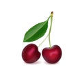 Cherry Realistic 3d Vector Illustration. Ripe Red Cherry Berries