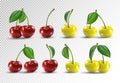 Cherry realistic fruit vector icons set. Vector illustration on transparent background