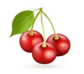 Cherry realistic vector icon isolated on white