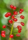 Cherry Red Baneberries - Toxic Berries