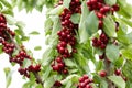 Cherry red berries on a tree branch with water drops after summer rain closeup. Royalty Free Stock Photo