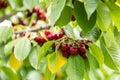 Cherry red berries on a tree branch with water drops after summer rain closeup. Royalty Free Stock Photo