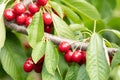 Cherry red berries on a tree branch with water drops after summer rain closeup. Royalty Free Stock Photo