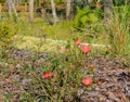 Cherry Red Knock Out Rose, Nocatee, St Johns County, Florida, USA Royalty Free Stock Photo